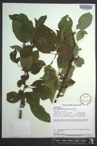 Ilex montana image