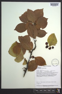 Ilex montana image