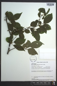 Ilex montana image