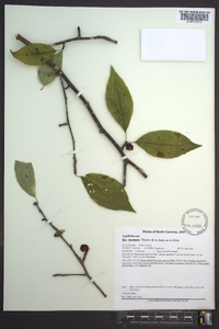 Ilex montana image