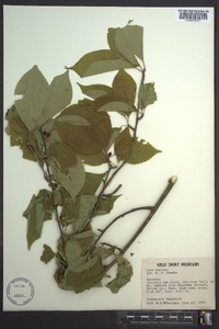 Ilex montana image