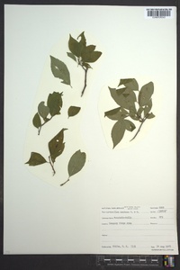 Ilex montana image