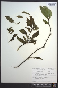 Ilex montana image