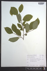 Ilex montana image