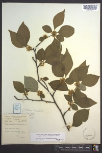 Ilex montana image