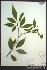 Ilex montana image