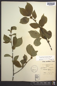 Ilex montana image