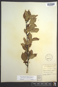 Ilex montana image