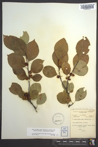 Ilex montana image