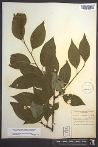 Ilex montana image