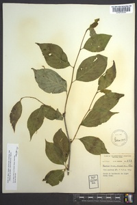 Ilex montana image