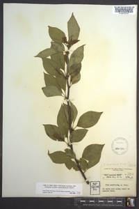 Ilex montana image