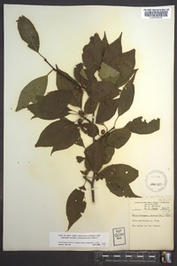 Ilex montana image