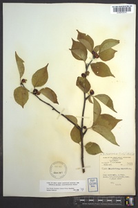 Ilex montana image