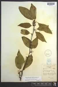 Ilex montana image