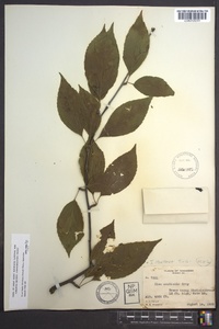 Ilex montana image