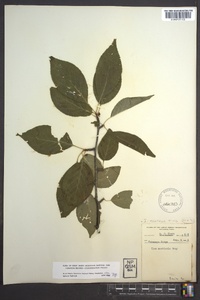 Ilex montana image