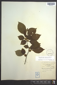 Ilex montana image