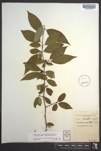 Ilex montana image