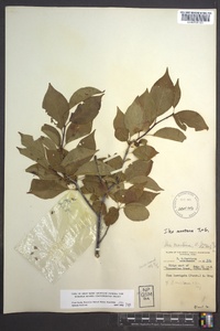 Ilex montana image