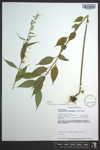 Campanulastrum americanum image