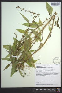 Campanulastrum americanum image