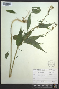 Campanulastrum americanum image