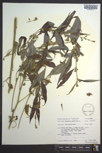 Campanulastrum americanum image