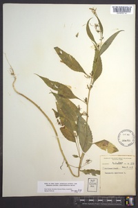 Campanulastrum americanum image