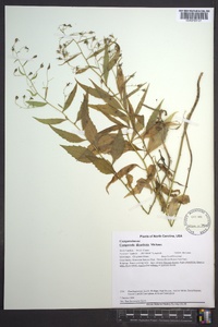 Campanula divaricata image