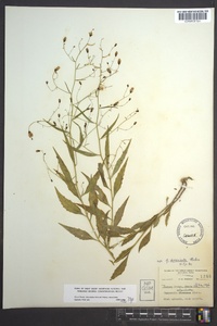 Campanula divaricata image