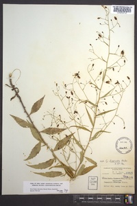 Campanula divaricata image