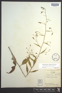 Campanula divaricata image