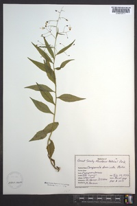 Campanula divaricata image