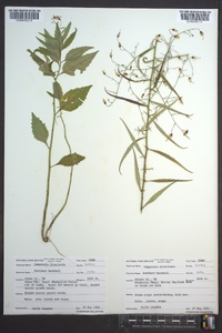 Campanula divaricata image