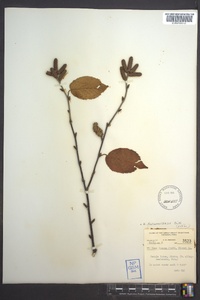 Betula alleghaniensis image