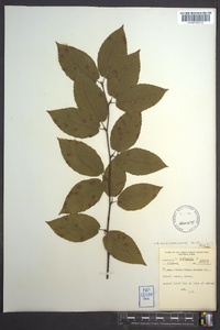 Betula alleghaniensis image