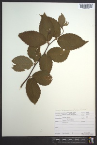 Betula alleghaniensis image