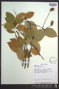 Betula alleghaniensis image