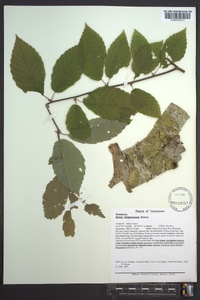 Betula alleghaniensis image