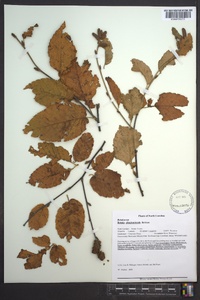 Betula alleghaniensis image