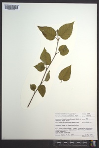 Betula cordifolia image