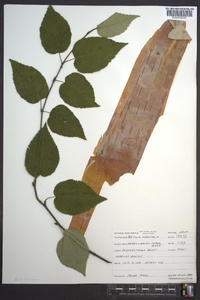 Betula cordifolia image