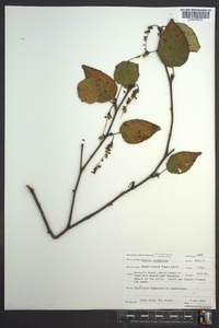 Betula cordifolia image