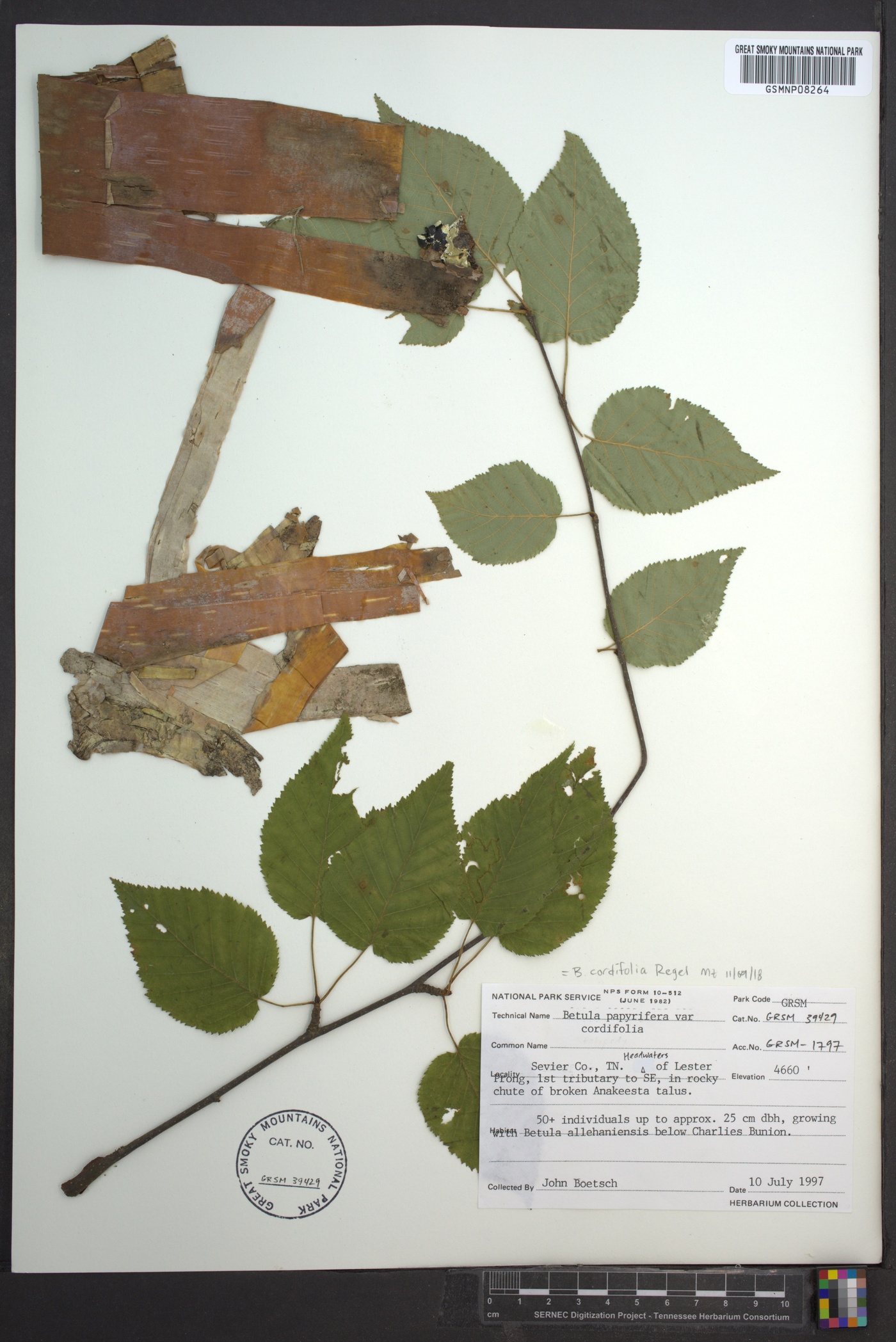 Betula cordifolia image