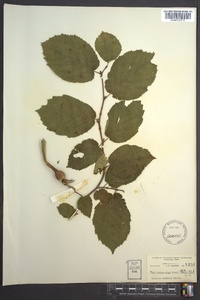 Corylus cornuta image