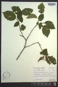 Corylus cornuta image