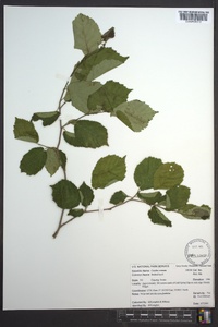 Corylus cornuta image