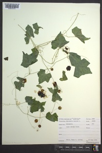 Melothria pendula image