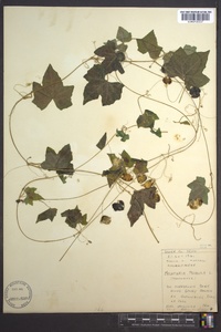 Melothria pendula image